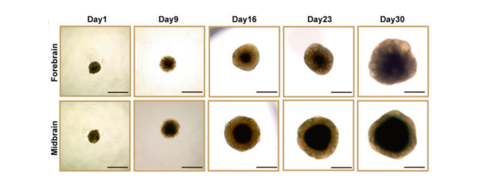 1684121288852013.png image.png